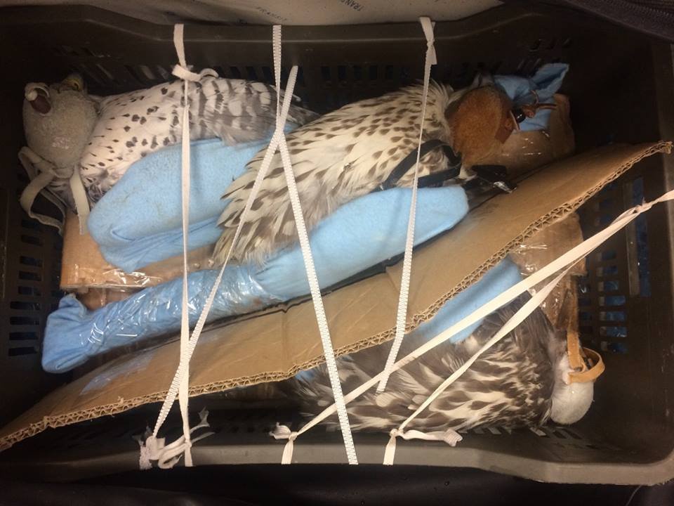 За транспортировку редких птиц перевозчику заплатили 500 долларов США