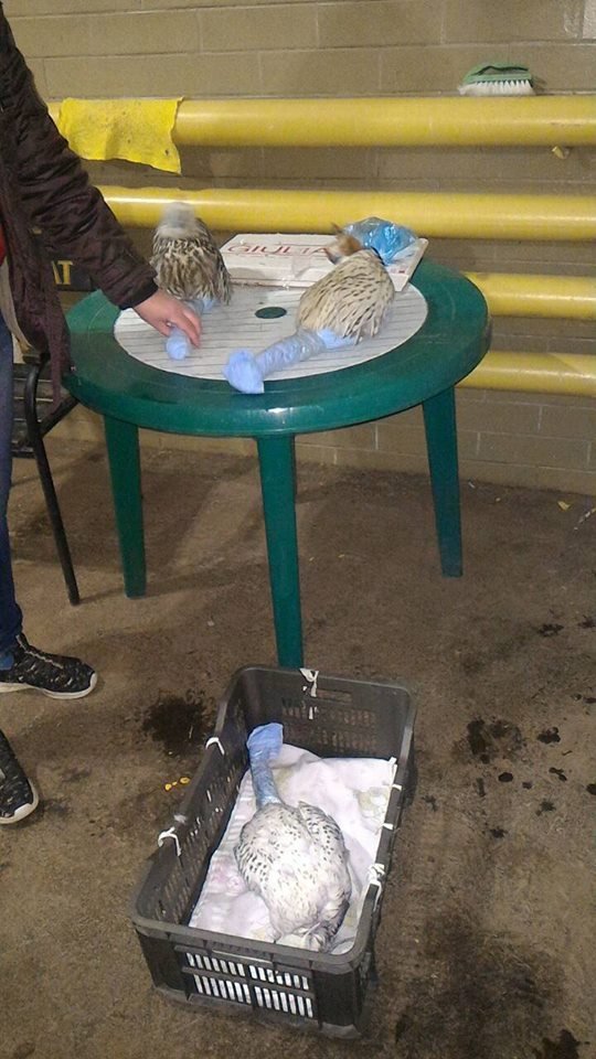 Спасенных соколов передадут в реабилитационный центр для хищных птиц «Сапсан» Национального природного парка «Синевир»