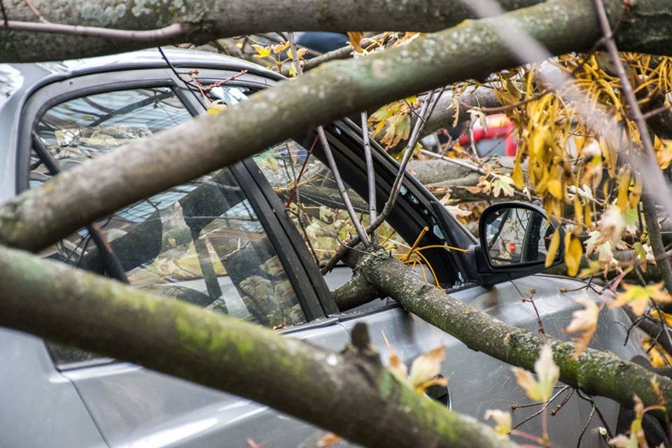 Ветки разбили стекло автомобиля