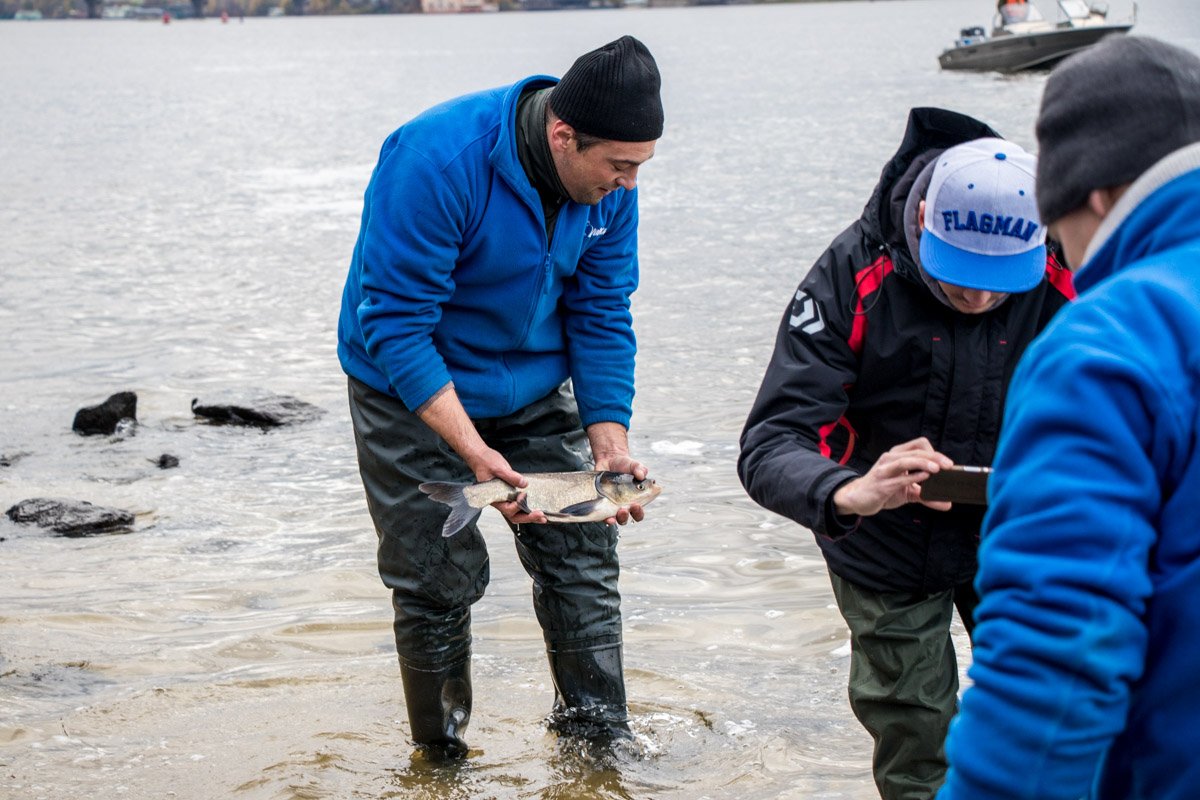 В Днепр выпустили более 4 тонн рыбы В Днепр выпустили более 4 тонн рыбы