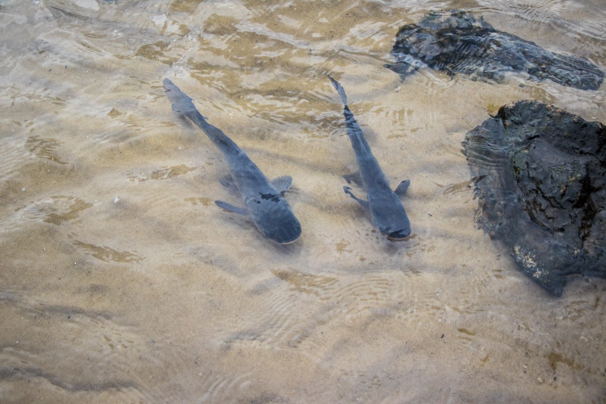 В столичную реку выпустили поколение растительноядных рыб В столичную реку выпустили поколение растительноядных рыб