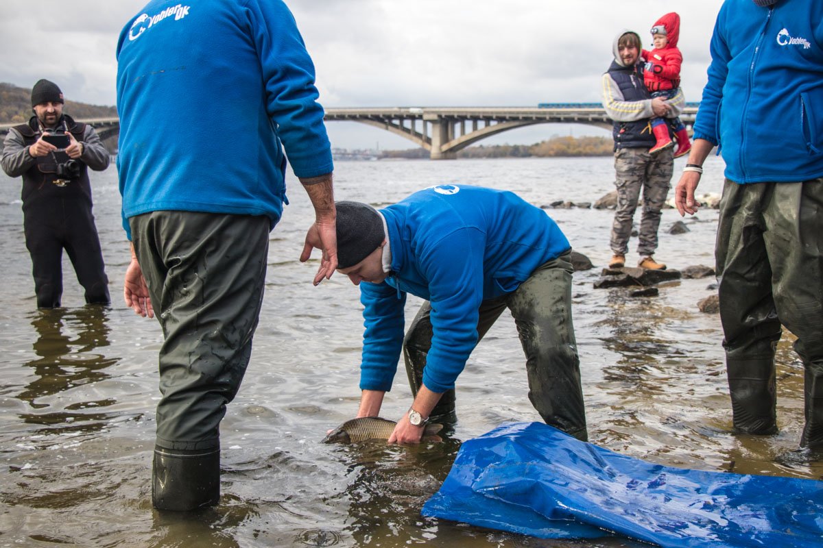 В реку выпустили поколение растительноядных рыб В реку выпустили поколение растительноядных рыб