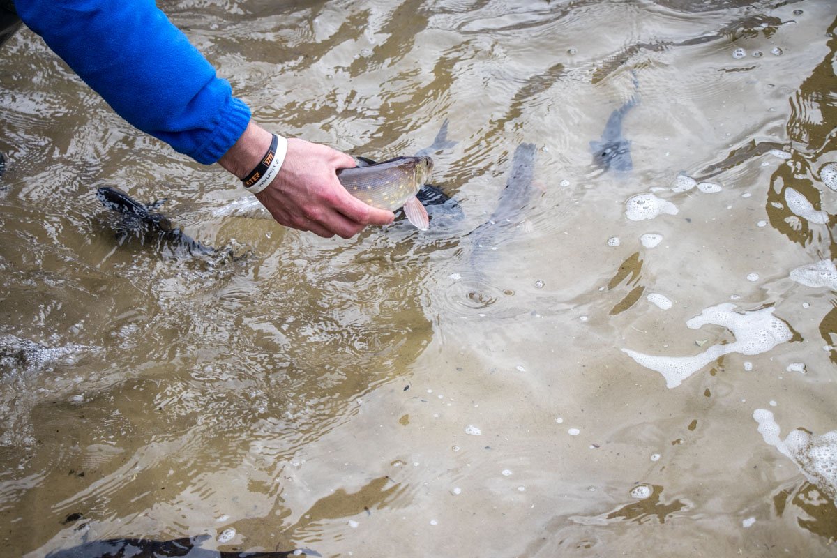 Были выпущены мальки карпа, толстолоба, белого амура и около тонны щуки Были выпущены мальки карпа, толстолоба, белого амура и около тонны щуки