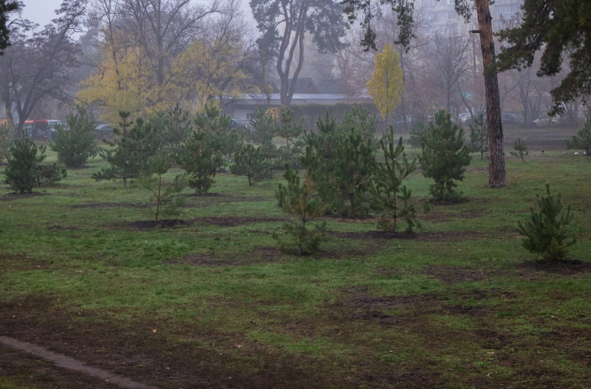 Парк украсили молодыми елями Парк украсили молодыми елями