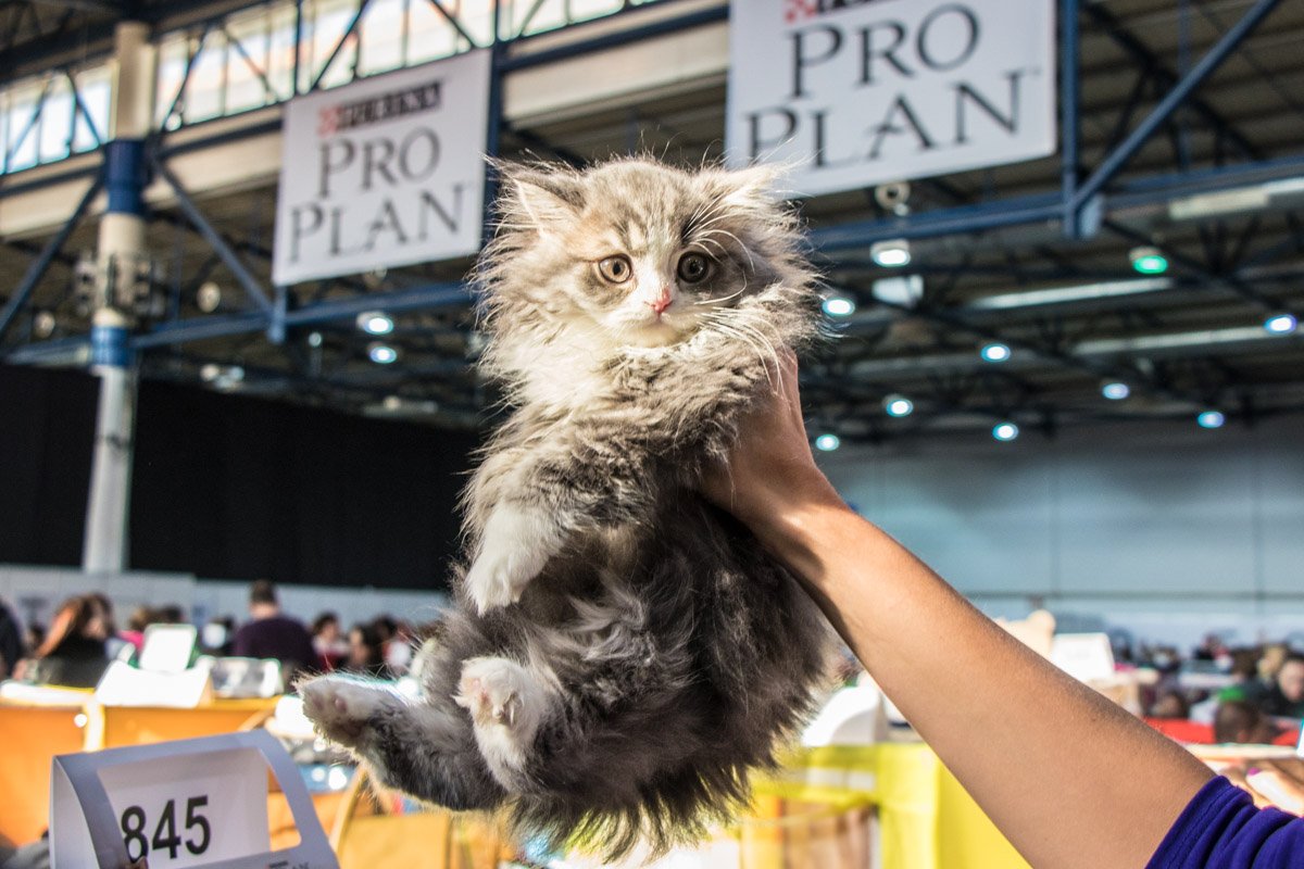 Пушистика разбудили и повезли выигрывать машинку