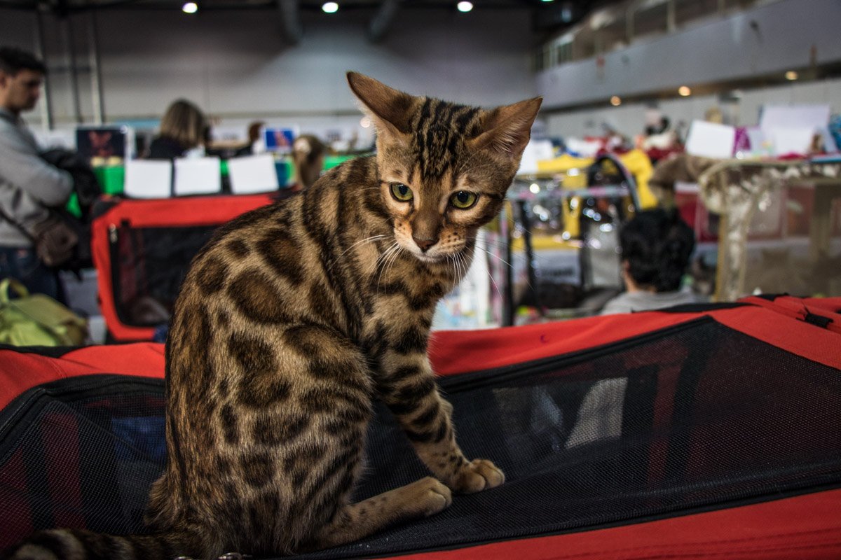 Если не выиграю, стану шубкой для эффектной блондинки:(