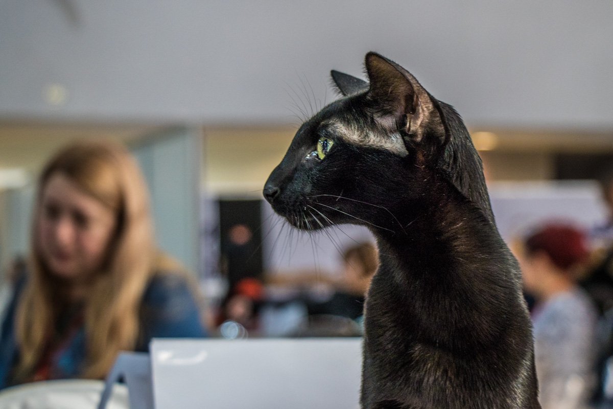 Я женщина, а значит я - актриса