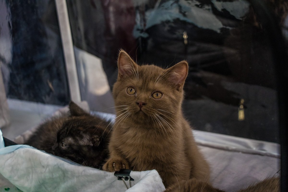 Цемни и опути домой