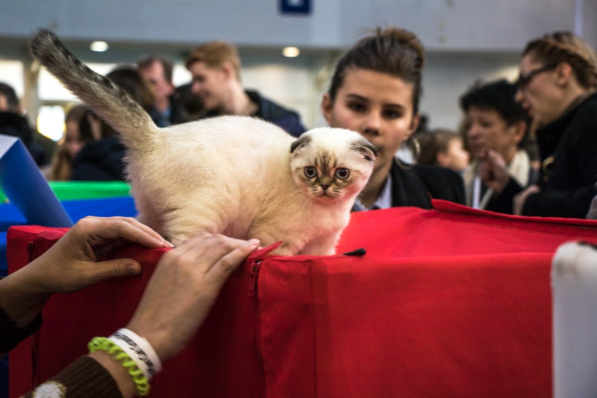 Во взгляде вислоухого котана - вся боль мира