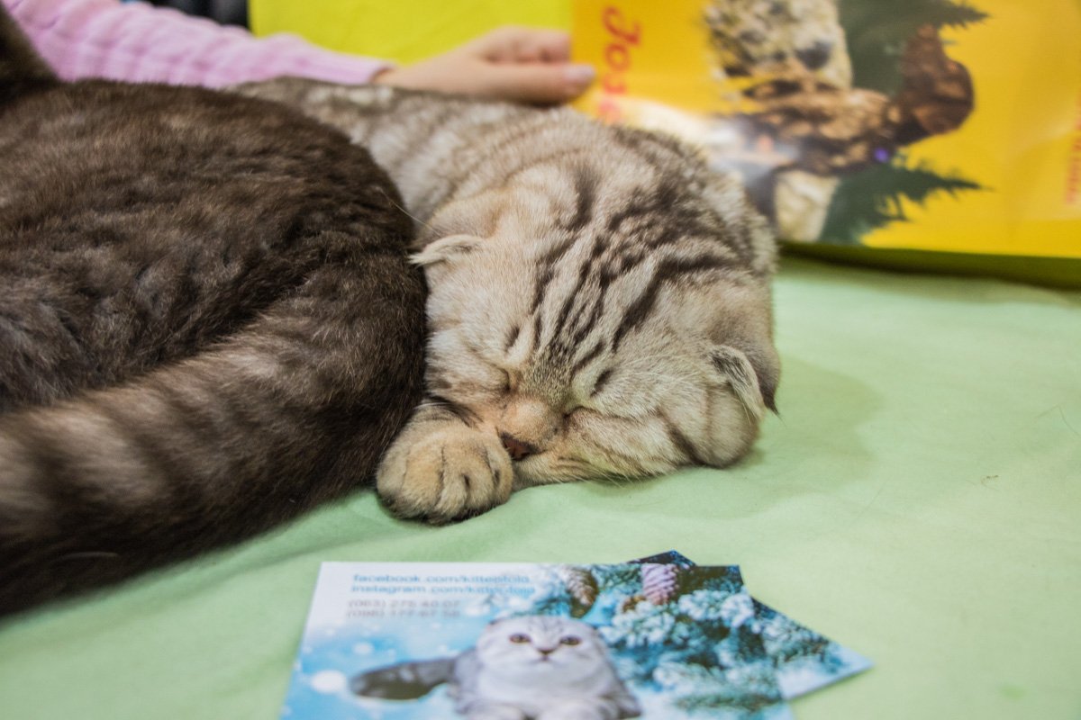 А этот котик просто устал от метушни вокруг