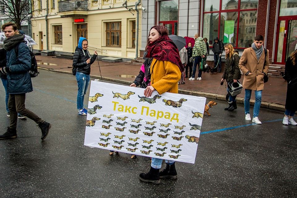 На парад такс пришли около 100 собак и их владельцев