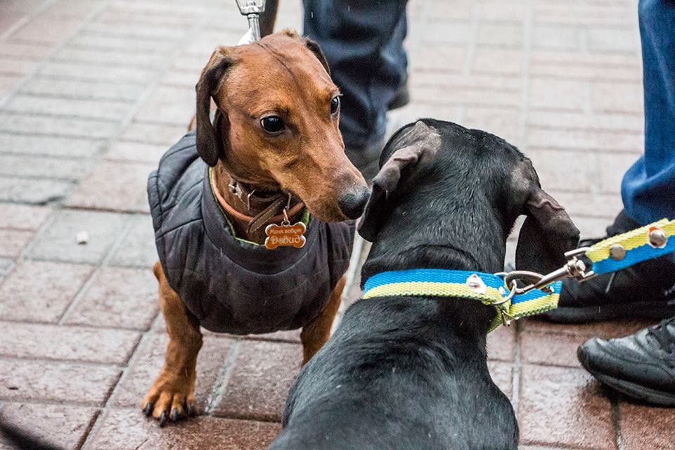 Некоторые хозяева пришли с несколькими своими питомцами