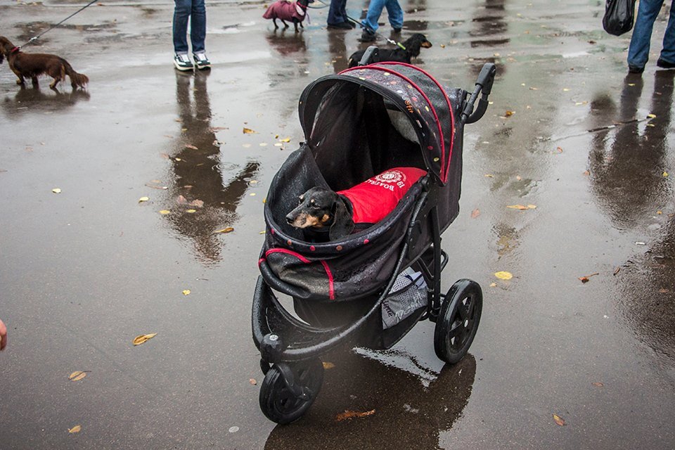 Некоторых такс привезли в колясках