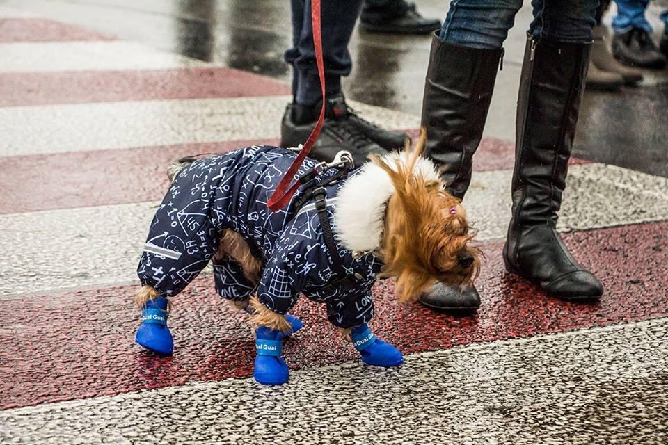 На праздник такс пришел йоркширский терьер