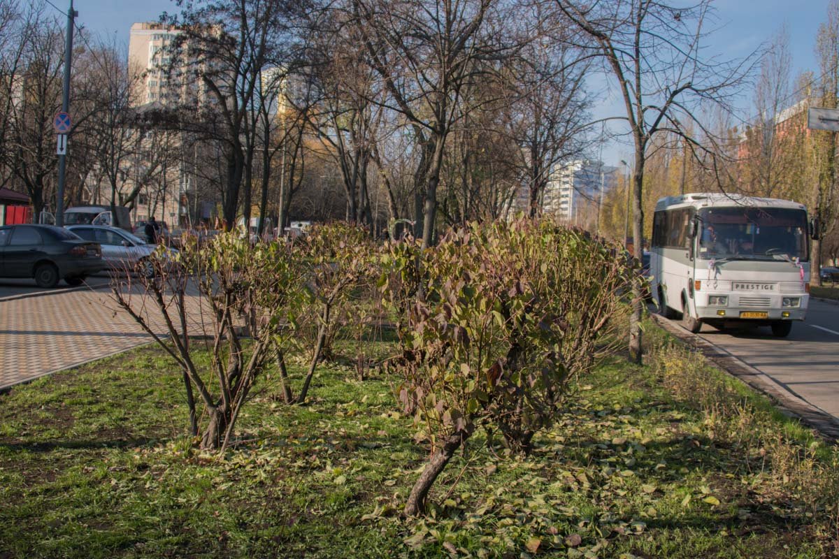 Также бабушки-эксперты одобрили обрезание. То, которое у деревьев. У растений исчезли старые ветки Также бабушки-эксперты одобрили обрезание. То, которое у деревьев. У растений исчезли старые ветки