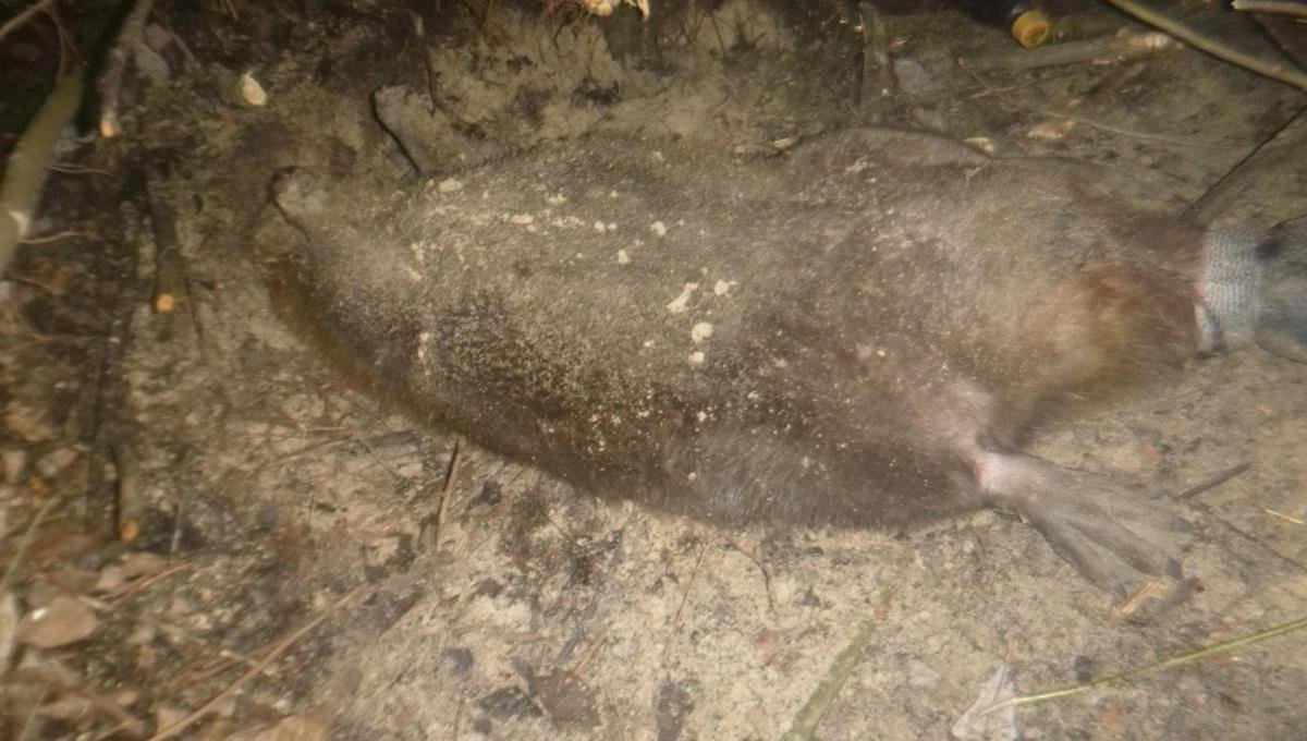 К моменту прибытия Команды бобер лежал на спине и почти не двигался К моменту прибытия Команды бобер лежал на спине и почти не двигался