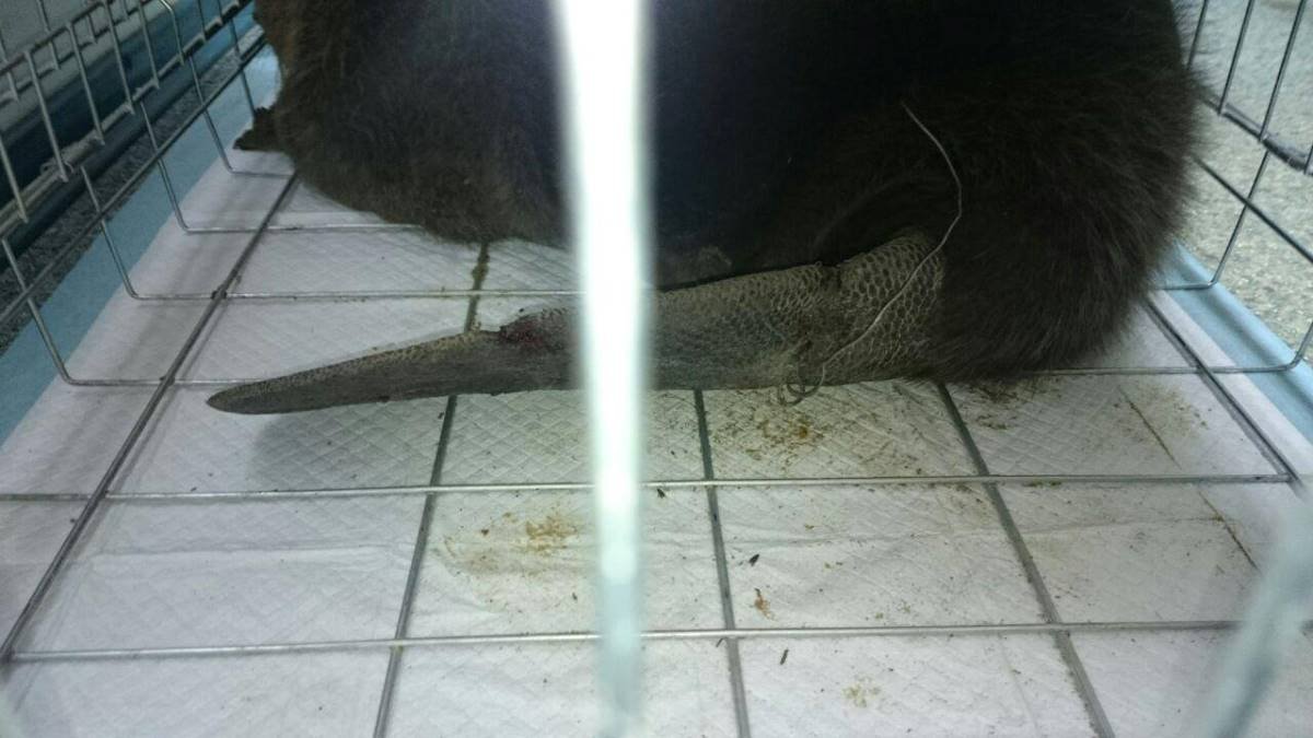 Причиной мук животного стало попадание стальной проволоки в хвост Причиной мук животного стало попадание стальной проволоки в хвост