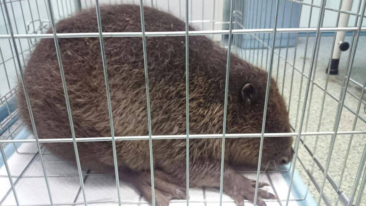 Крошку спасали около часа Крошку спасали около часа