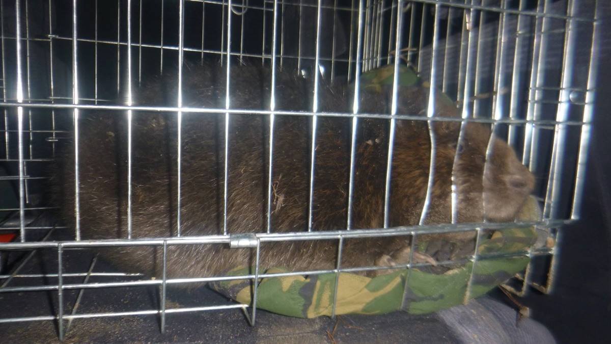 Несмотря на отчаянную борьбу за жизнь животного, бобер скончался Несмотря на отчаянную борьбу за жизнь животного, бобер скончался