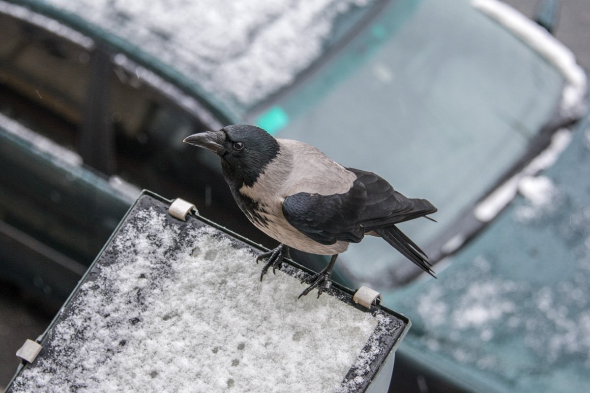 Птицы такой погоде не очень рады