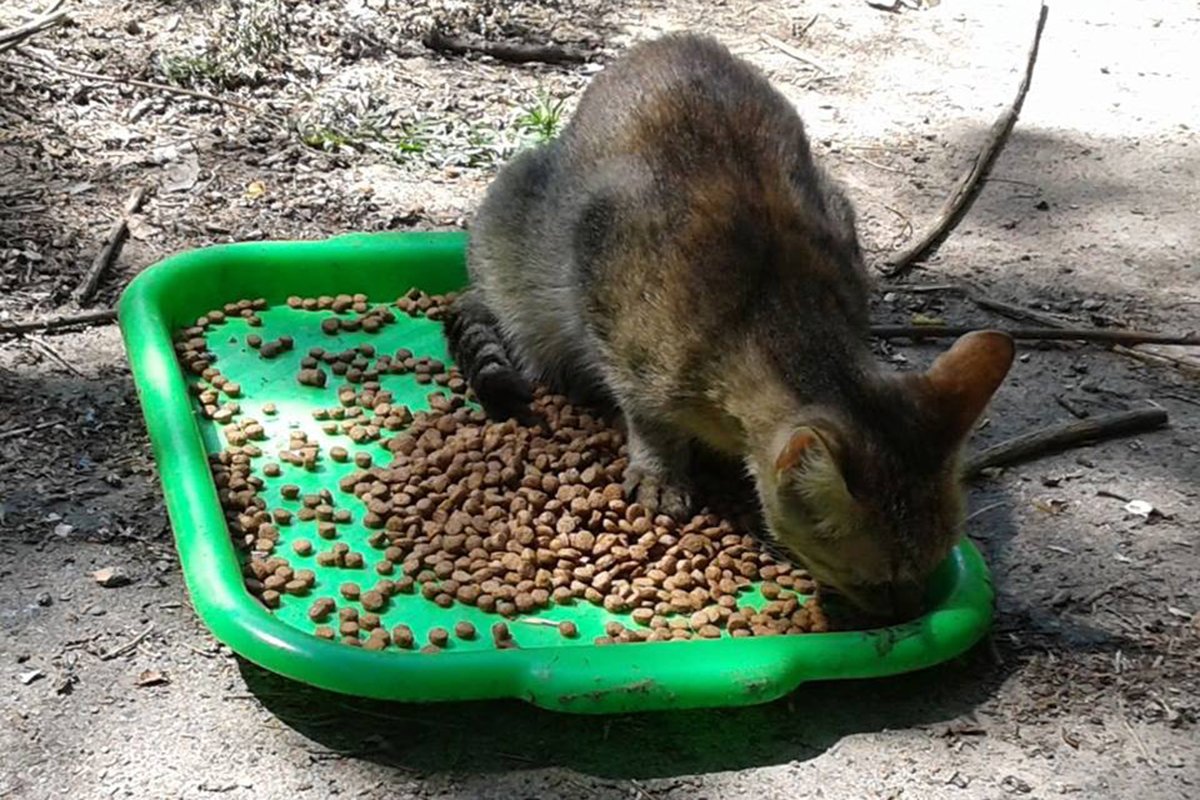 Малыши будут рады, если вы заберете их к себе домой