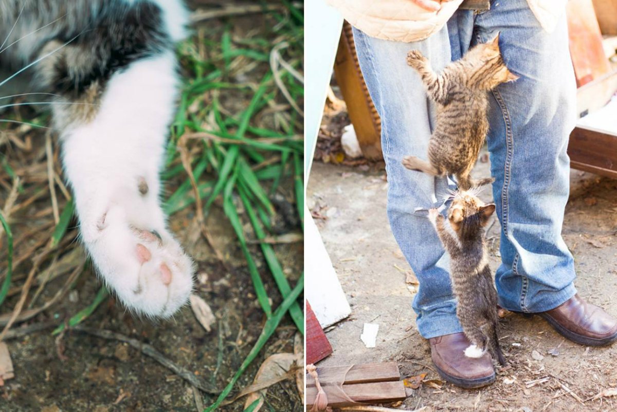 Они нуждаются в вашей ласке