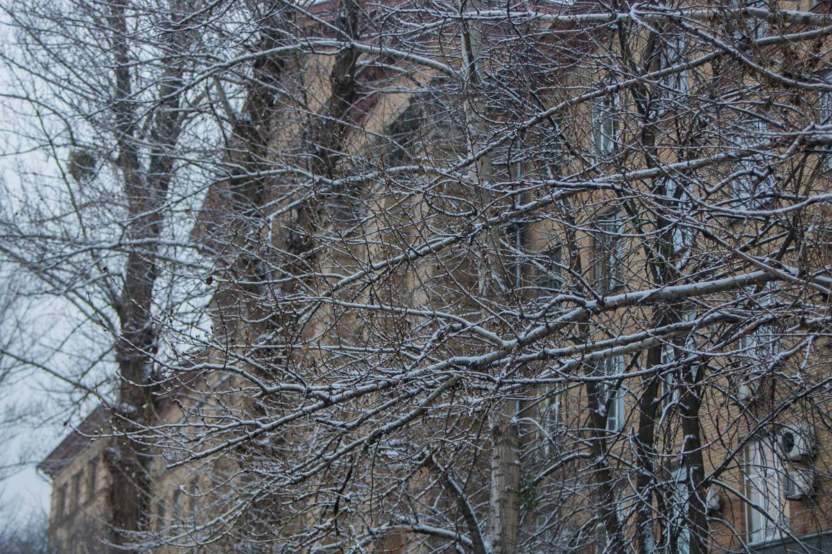Белые деревья создают сказочную атмосферу в городе