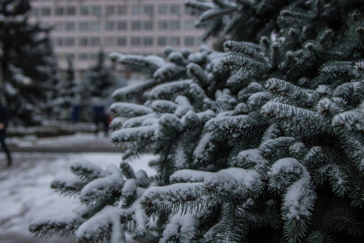 Такая погода напоминает нам, что скоро Новый год