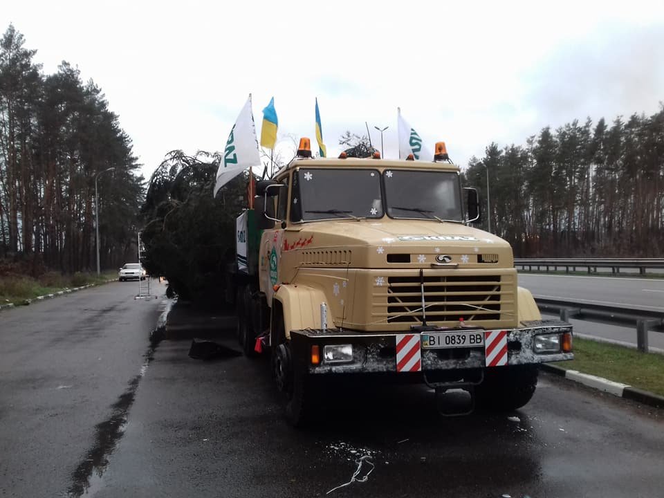 Ель уже отдыхает под Киевом и ждет полночь, чтобы без пробок доехать на Софийскую площадь