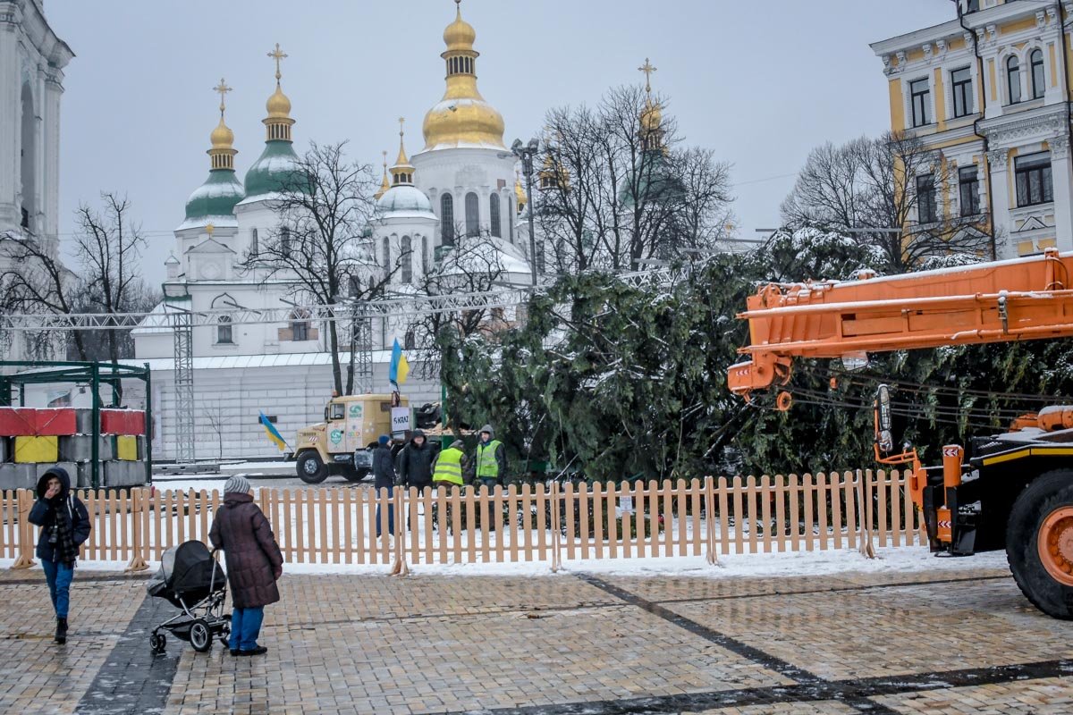 Новогодняя красавица наконец приехала в Киев Новогодняя красавица наконец приехала в Киев