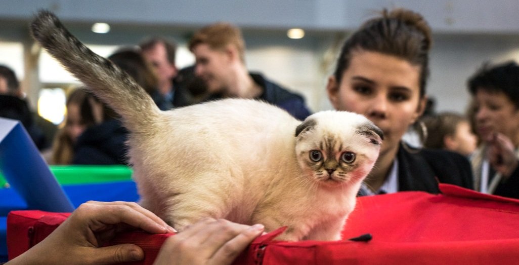 Этот Бал собирает более 250 котов, кошек и котят
