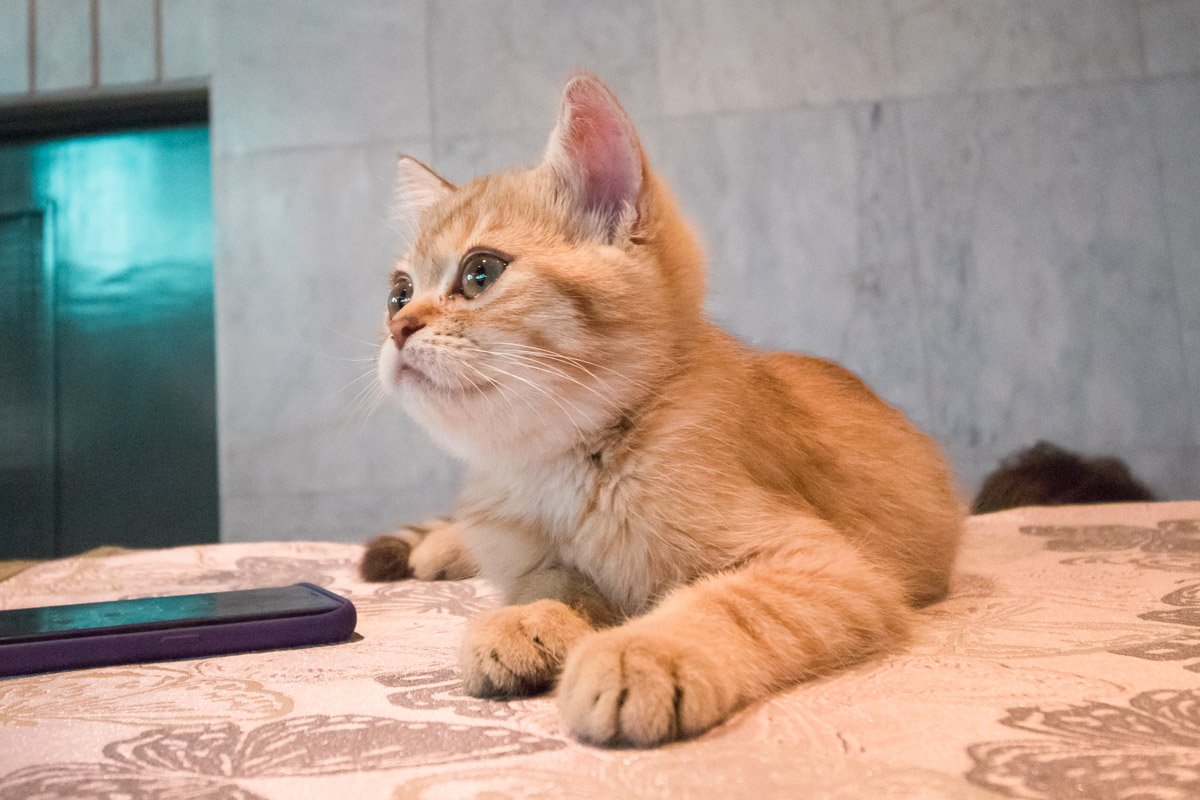 В Европейском доме проходит одно из самых любимых всеми кошатниками событий - бал котов В Европейском доме проходит одно из самых любимых всеми кошатниками событий - бал котов