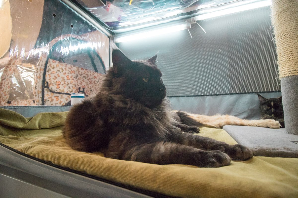 В эти дни на празднике собираются более 250 котов, кошек и котят В эти дни на празднике собираются более 250 котов, кошек и котят