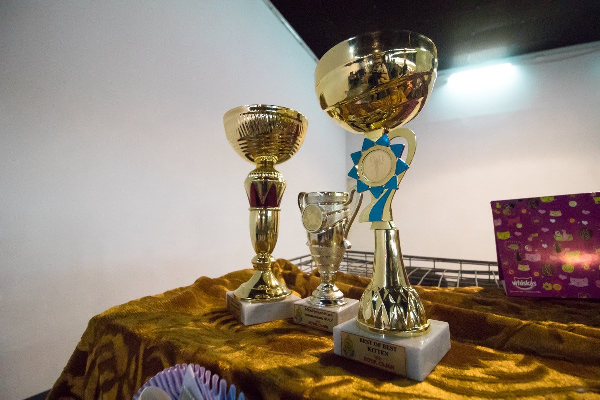 Помимо выставки здесь также проводятся соревнования среди хвостатых в самых разных номинациях Помимо выставки здесь также проводятся соревнования среди хвостатых в самых разных номинациях