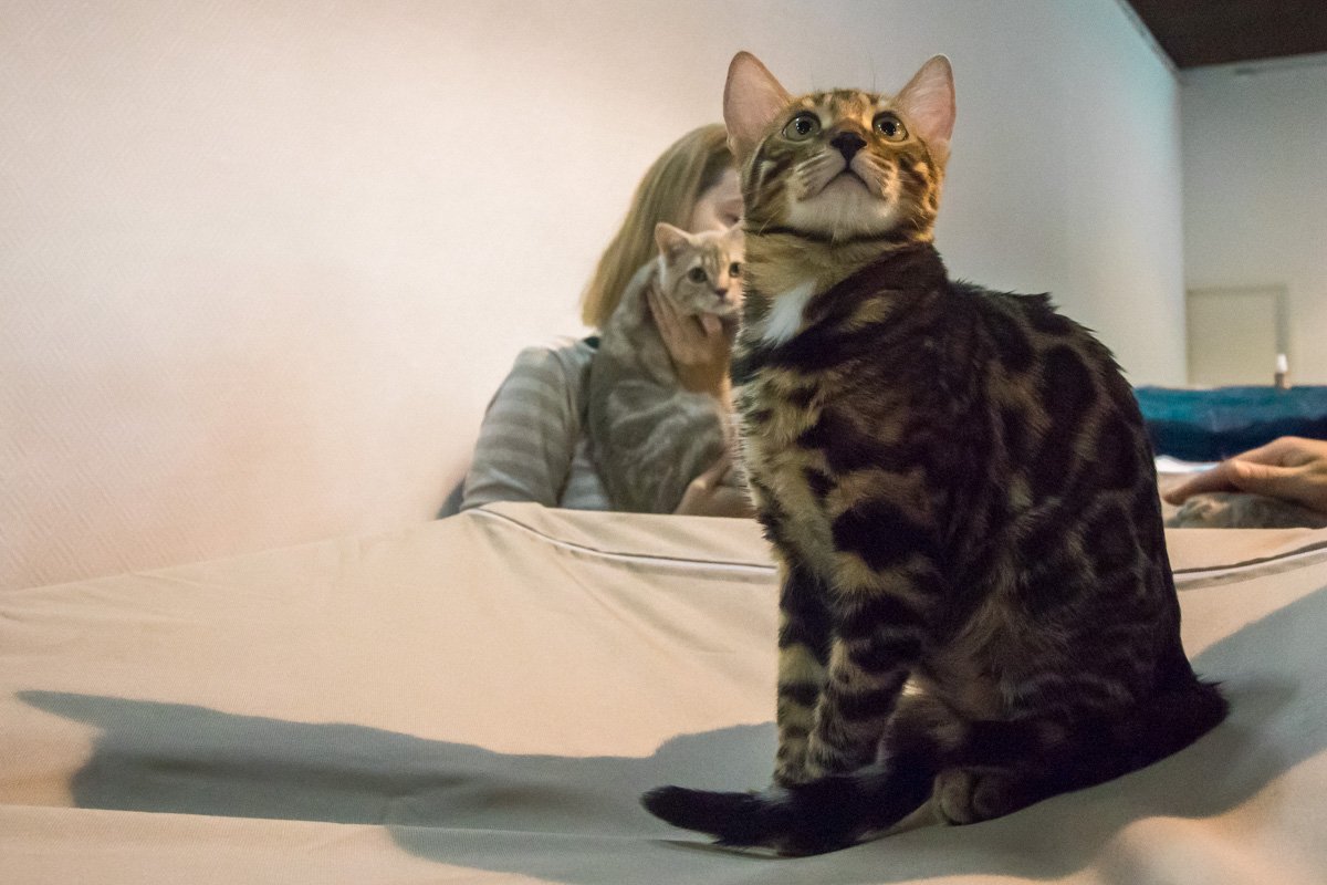 На выставке также можно приобрести воспитанных и получивших медицинский уход котят из разных питомников Украины На выставке также можно приобрести воспитанных и получивших медицинский уход котят из разных питомников Украины