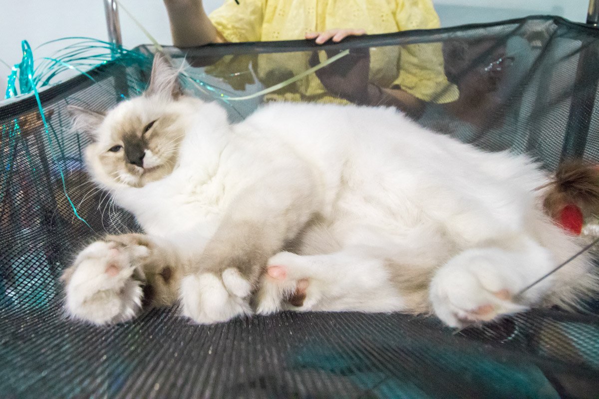 Котику стало скучно и он решил вздремнуть Котику стало скучно и он решил вздремнуть