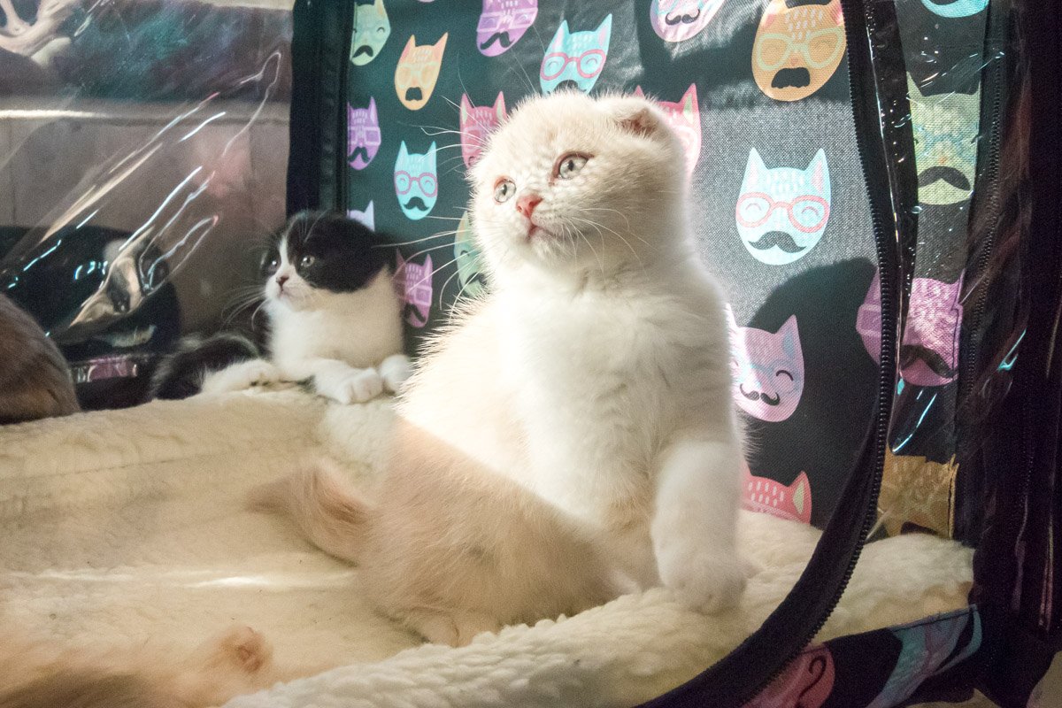 Котятам интересно, что вокруг них происходит Котятам интересно, что вокруг них происходит