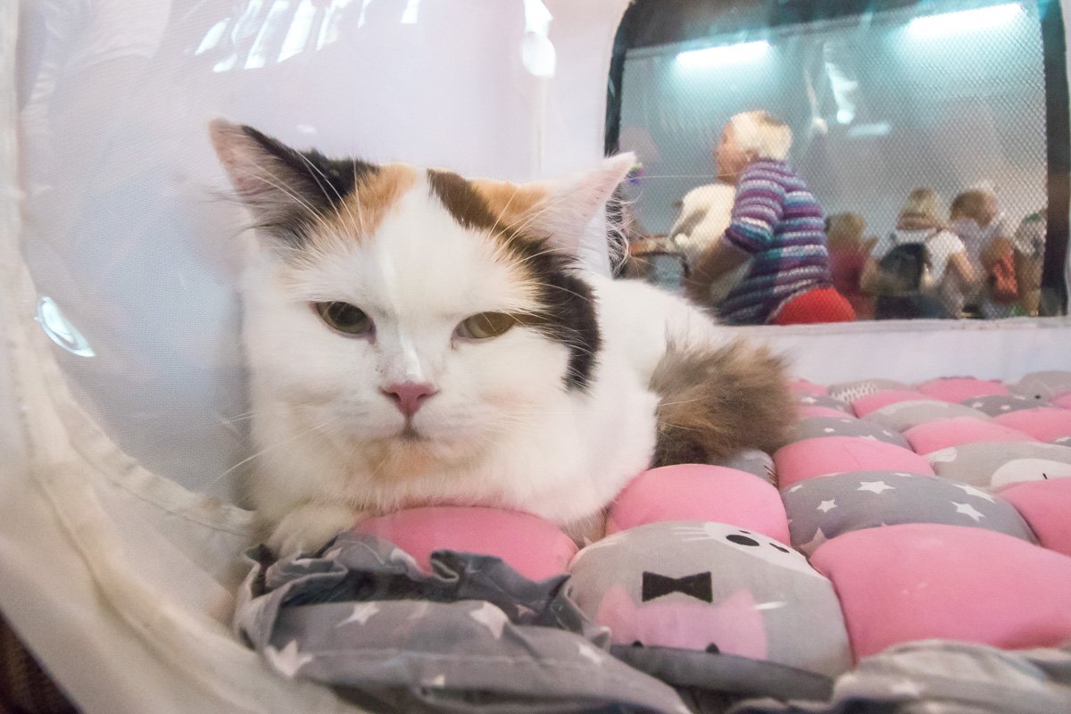 Кисонька отдыхает в своем домике Кисонька отдыхает в своем домике