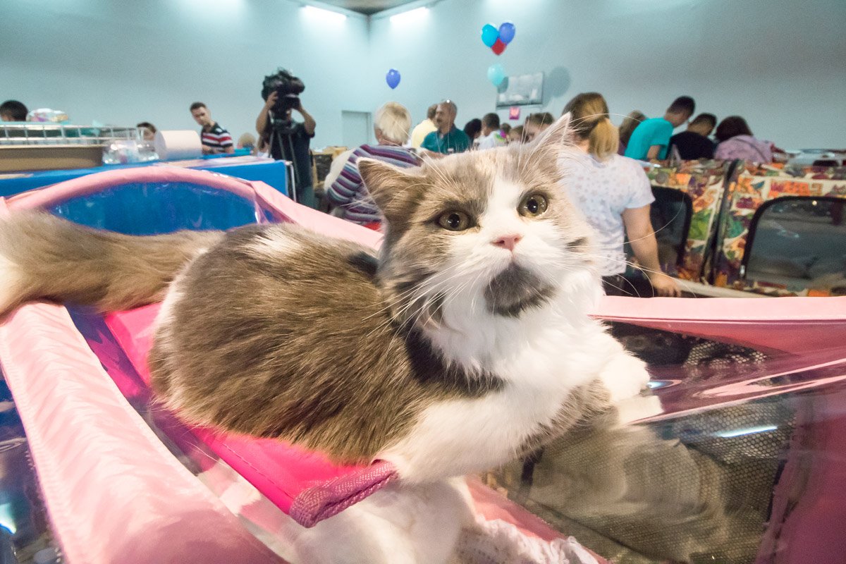 Столько внимания, что он аж растерялся Столько внимания, что он аж растерялся