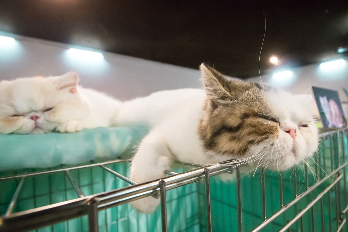 Разве можно не влюбиться в эту мордаху? Разве можно не влюбиться в эту мордаху?