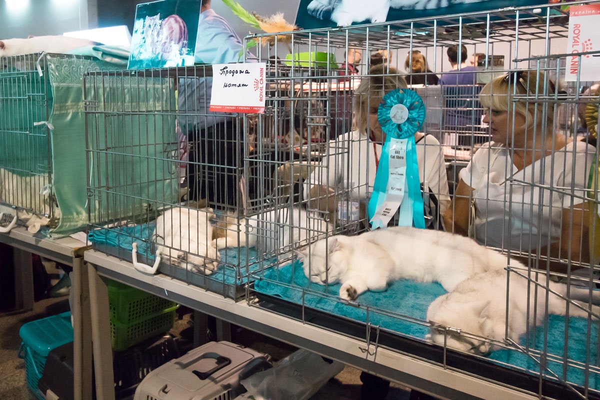 Котеньки получили награду и сладко спят Котеньки получили награду и сладко спят