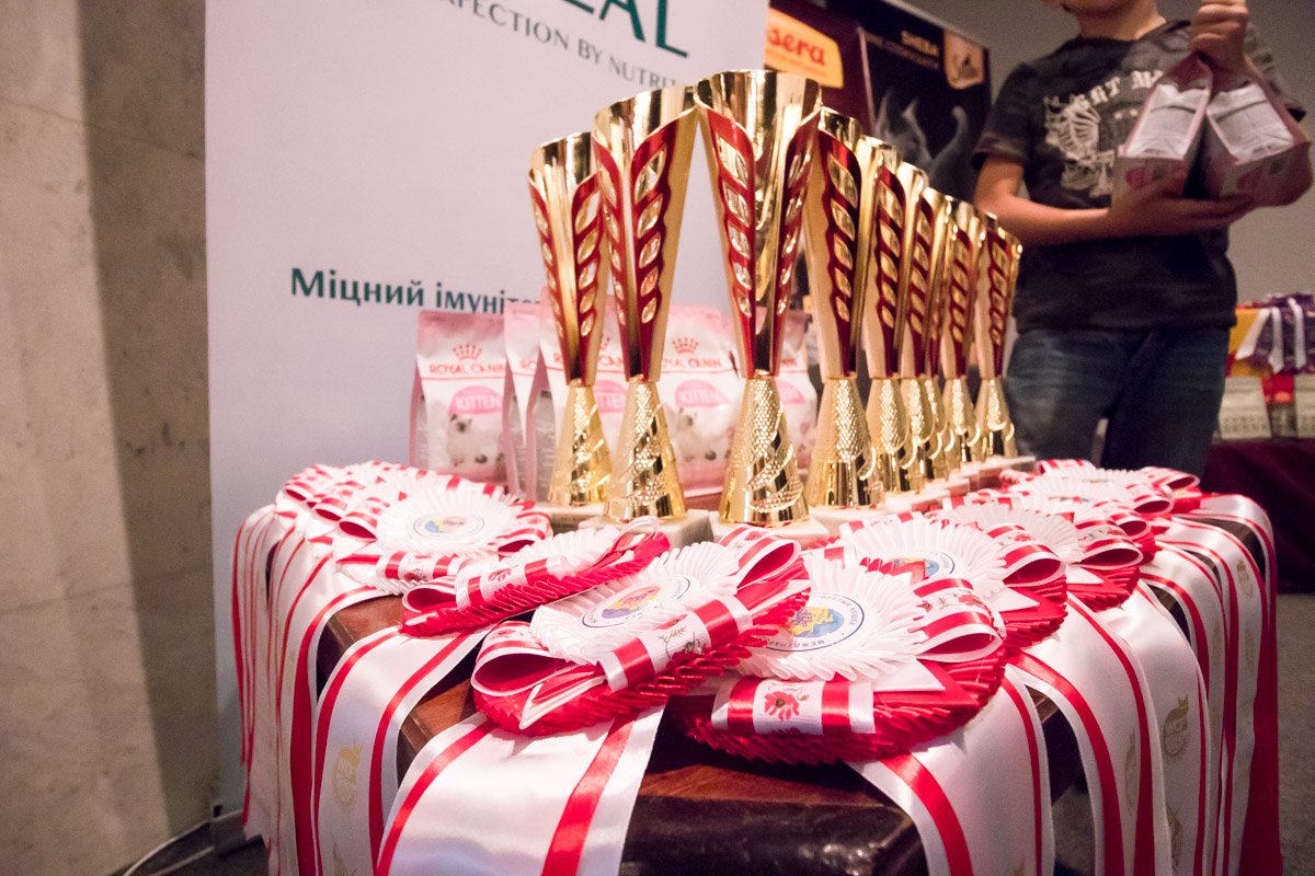 Вот такие кубки ждут победителей Вот такие кубки ждут победителей