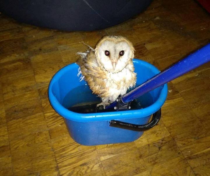 Недоразумение - очень добрая и ласковая совушка, которая не сможет выжить в большом городе одна Недоразумение - очень добрая и ласковая совушка, которая не сможет выжить в большом городе одна