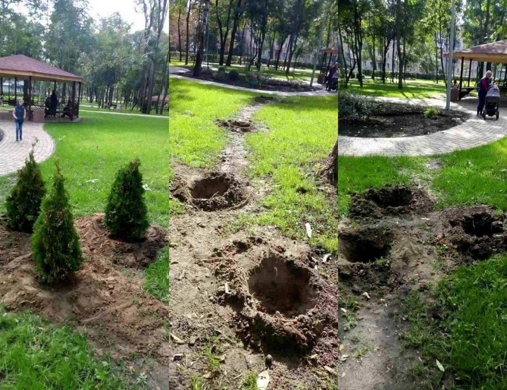 Туи не успели прижиться в парке Туи не успели прижиться в парке
