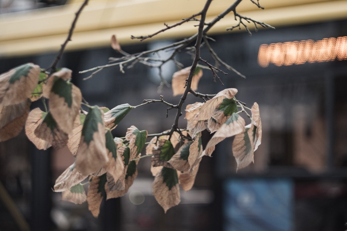 Смена поры года на примере листьев