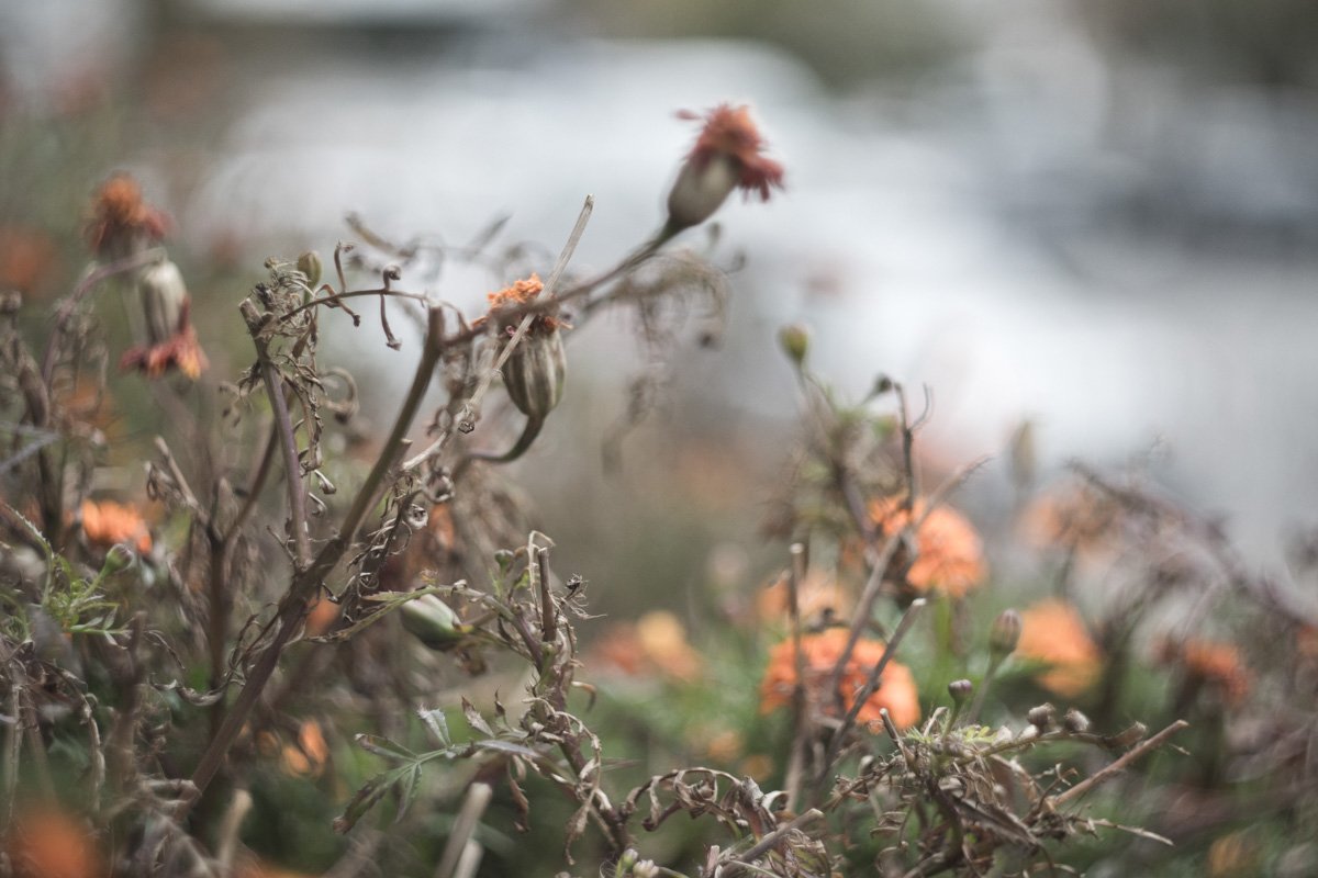 Лишь благодаря осени, мы сможем в должной мере оценить весну