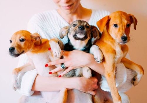 Мокрые носы хотят дарить любовь и тепло Мокрые носы хотят дарить любовь и тепло