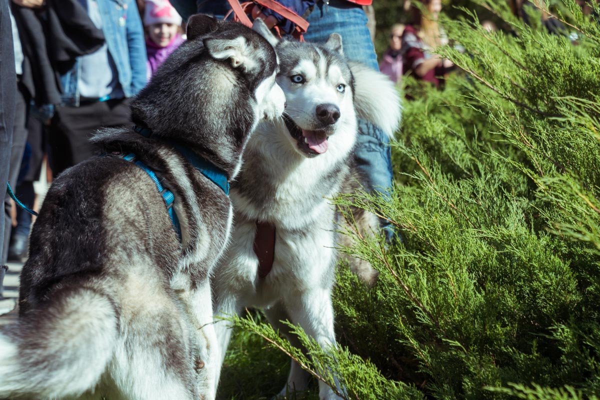 Как их не любить?