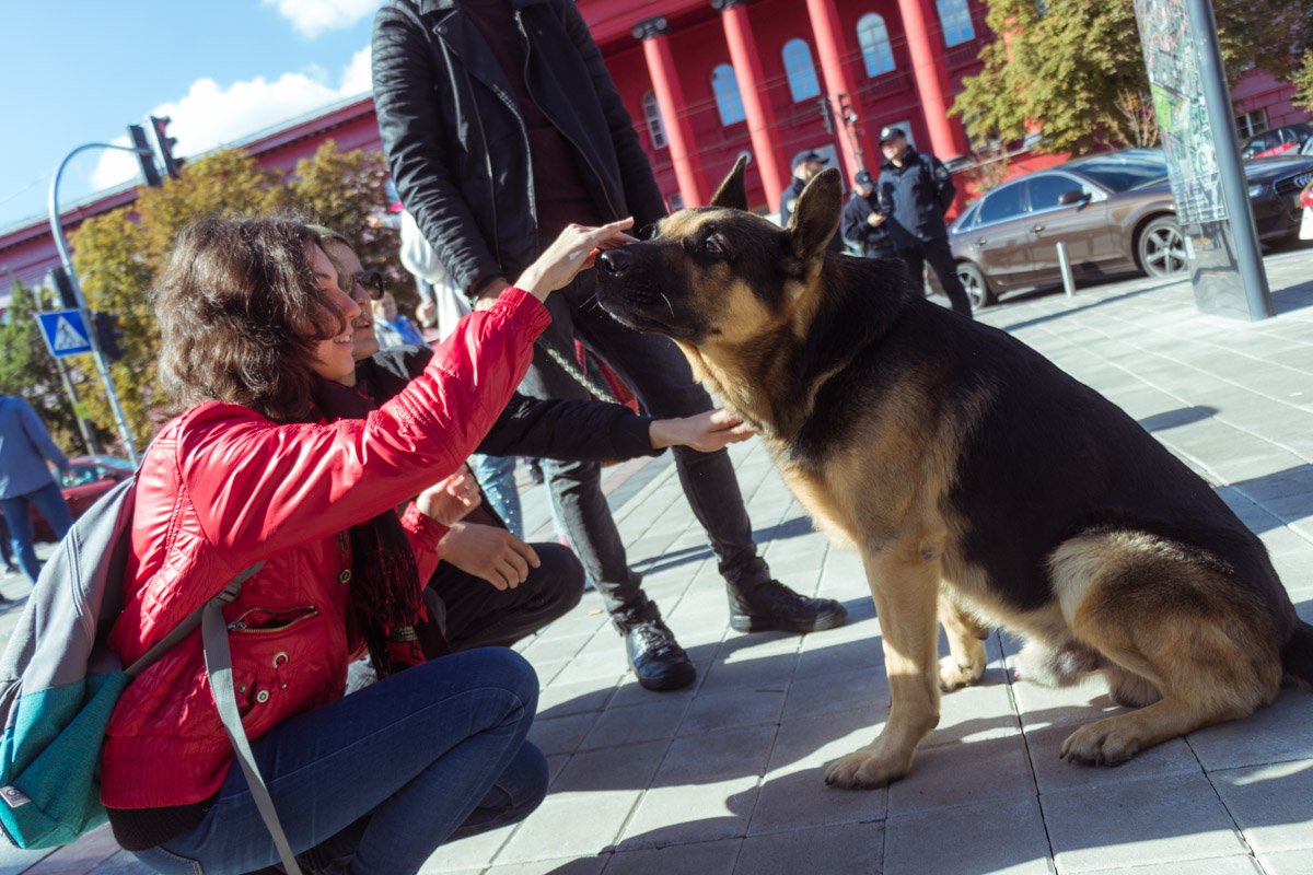 Пес Федя любит внимание и ласку