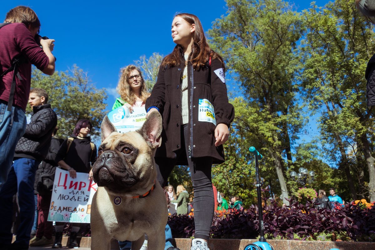 Некоторые хозяева породистых питомцев рассказали, что не поддерживают проведение выставок котов и собак